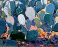 Cactus Mayhem by Charles Iarrobino | Oil | Sage Creek Gallery