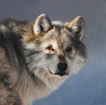 Wolf Portrait by Ed Aldrich | Oil | Sage Creek Gallery