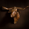 Steer Head (Straight) Wall Mount (Edition of 30) by Scott Rogers | Bronze | Sage Creek Gallery