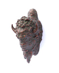 Buffalo Head (Edition of 50) by Scott Rogers | Bronze | Sage Creek Gallery