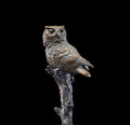Silent Sentinel (Edition of 19) by Diane Mason | Bronze | Sage Creek Gallery